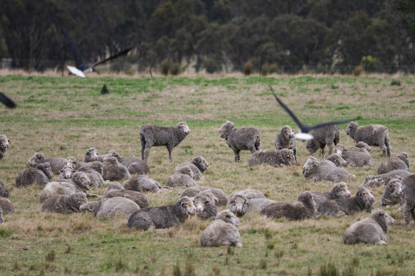 L'Australie connaît des « volumes records » d'agneau sur le marché.
