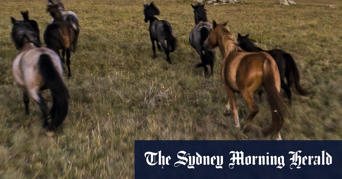 800 chevaux sauvages abattus depuis des hélicoptères à Kosciuszko en trois mois