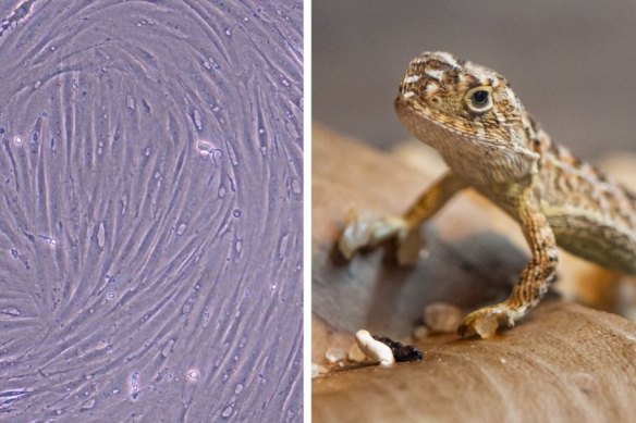 Cellules cryoconservées du dragon sans oreilles des prairies victoriennes (à gauche), à ​​côté d'un spécimen vivant.  On craignait que les lézards aient disparu pendant 50 ans avant leur redécouverte.