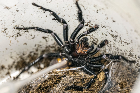 La traite des araignées en forme d'entonnoir est un processus un peu délicat qui prend beaucoup de temps.
