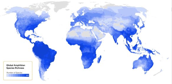 La diversité mondiale des amphibiens montre que l’Australie possède certaines des espèces les plus riches au monde.