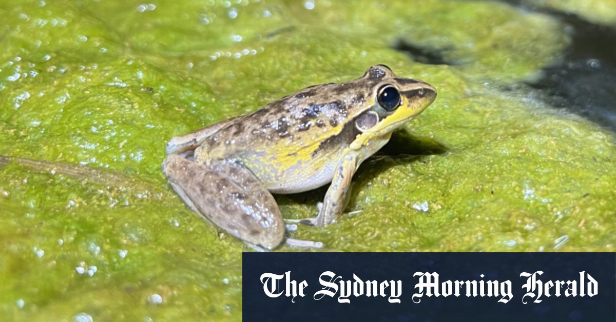 Le projet FrogID du Musée australien enregistre une base de données des sons des amphibiens