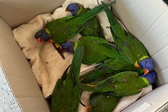Huit oiseaux sont placés ensemble dans une boîte et Bishop a déclaré qu'ils appréciaient la compagnie les uns des autres.
