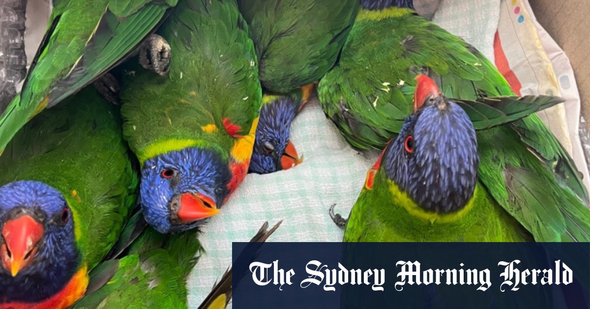 Comment le syndrome de paralysie du loriquet tue les oiseaux arc-en-ciel de notre pays