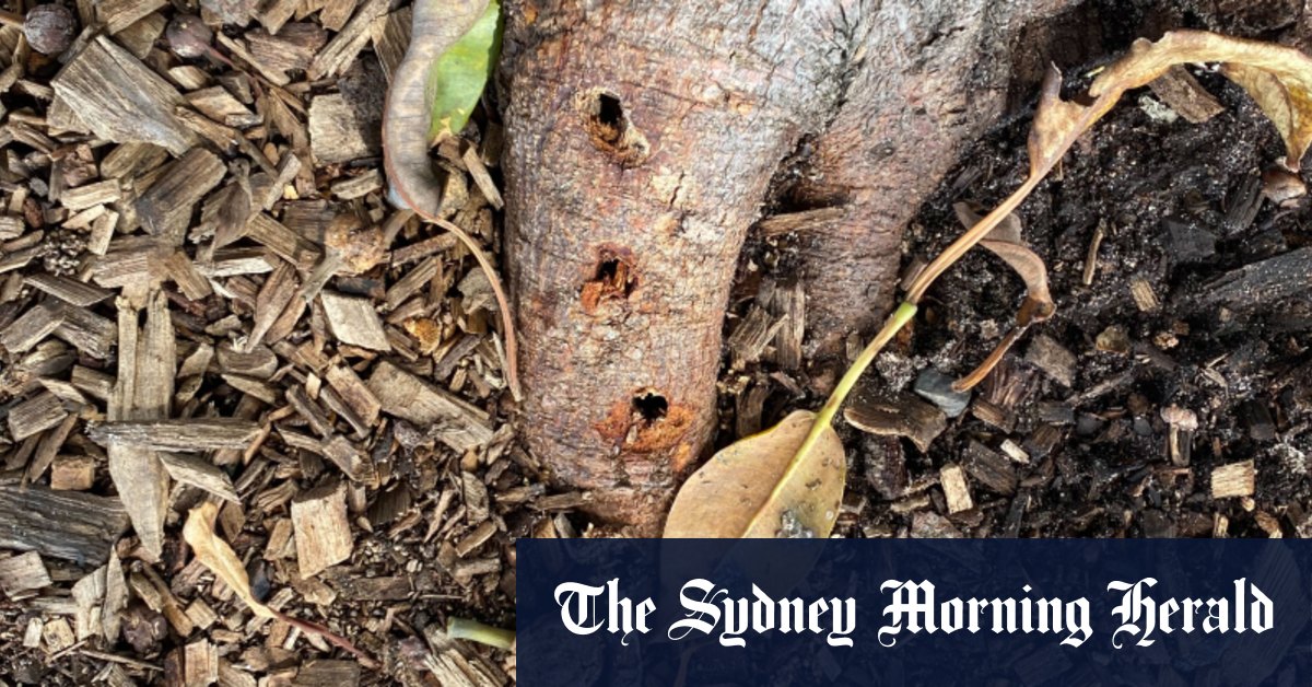 Des figuiers historiques vandalisés à Mosman