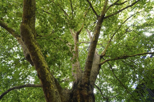 L'un des meilleurs spécimens de London Plane à Victoria donne une ombre estivale généreuse.