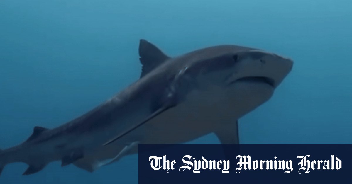 Les attaques de requins en Australie sont les plus répandues au monde.  Pourquoi?