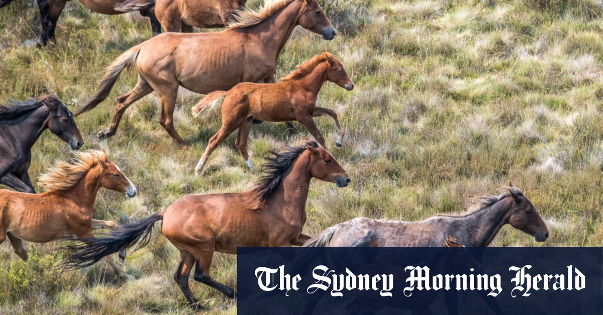 Extension de l'abattage de Brumby dans le parc national de Kosciuszko envisagée par Tanya Plibersek