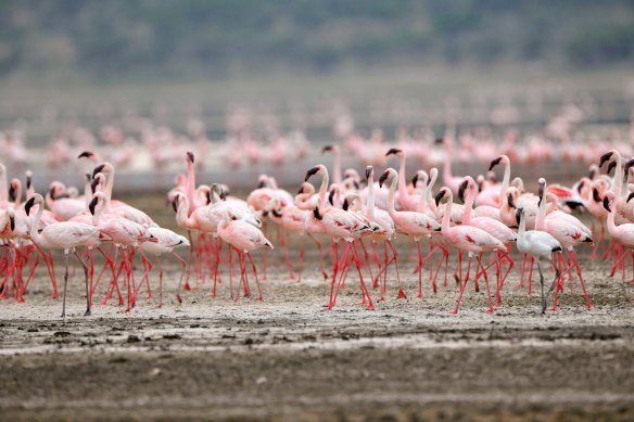 Les flamants nains (Phoenicopterus minor) du Serengeti en Tanzanie pourraient bénéficier d'un nom plus positif.