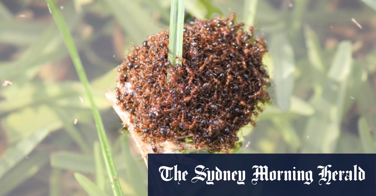 La menace des fourmis de feu nécessite une approche pangouvernementale, selon une enquête