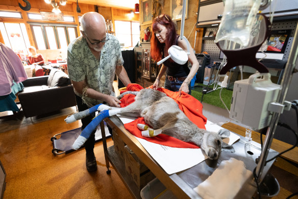 Helen Round et Manfred Zabinskas OAM changent les bandages d'une femelle kangourou blessée dans leur refuge faunique à Trentham.