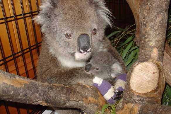 La mère koala, Elsa, a été gravement brûlée en protégeant son petit Joey Sunshine après les incendies de Stoneyford à Victoria en 2006, mais tous deux ont été sauvés et relâchés dans la nature.