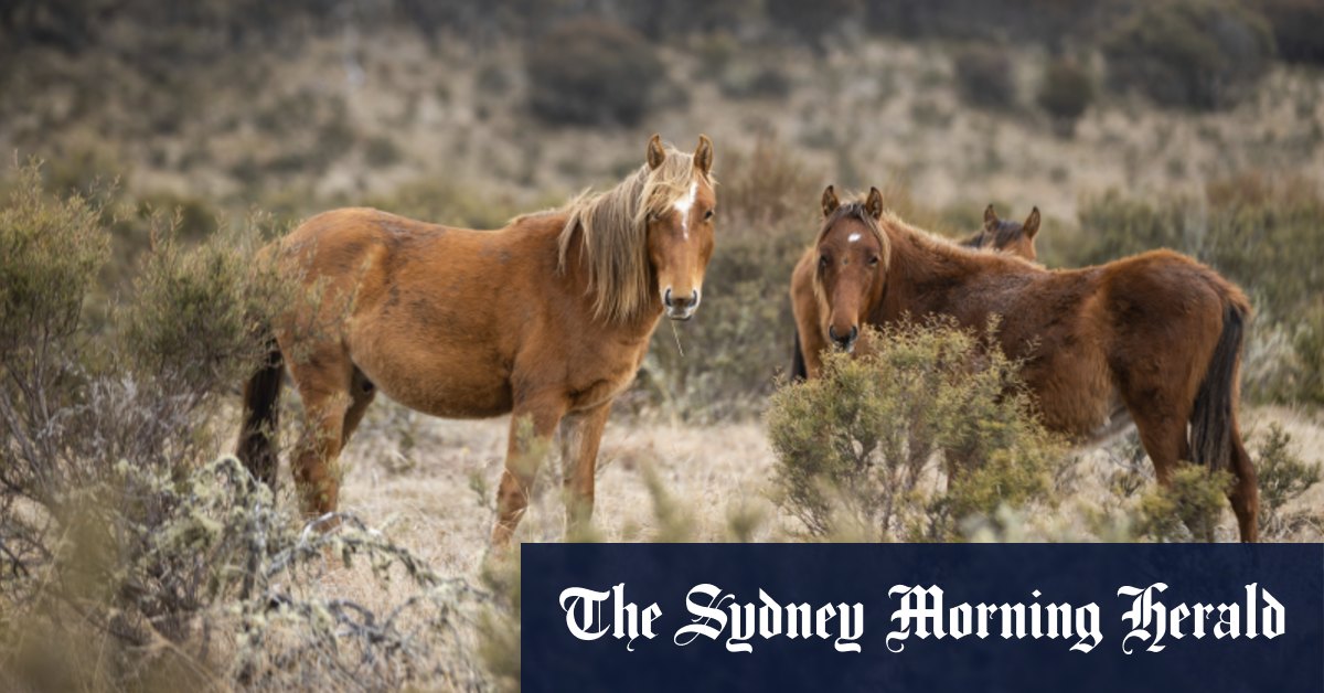 L'abattage des brumby du parc national de Kosciuszko se poursuivra tout l'hiver