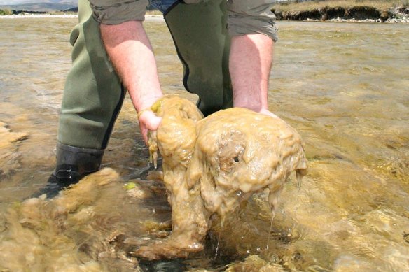 La morve rocheuse peut recouvrir les ruisseaux et les rivières d'une épaisse vase.