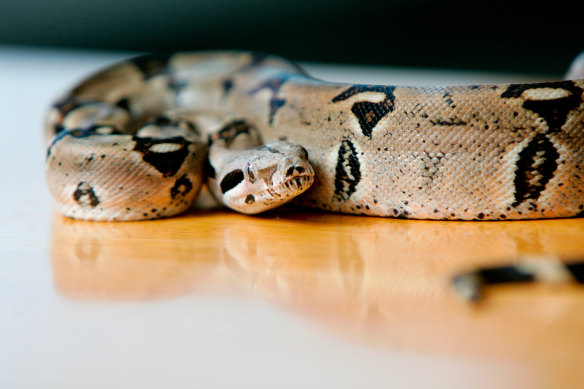 Les boa constricteurs sont gardés comme animaux de compagnie légalement et illégalement en Australie.