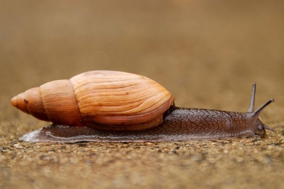 L'escargot prédateur rose a probablement causé des centaines d'extinctions d'escargots dans le Pacifique.