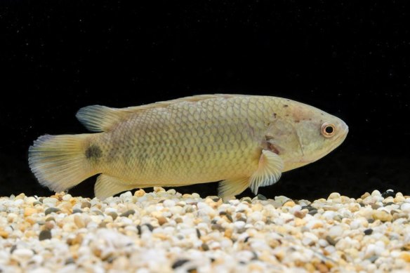 Le perchoir grimpant est doté de pointes qui peuvent tuer les oiseaux et autres poissons.