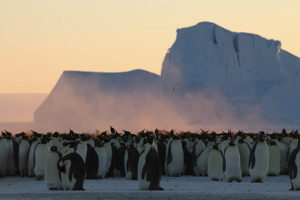 La grippe aviaire a été détectée pour la première fois en Antarctique la veille du Nouvel An.
