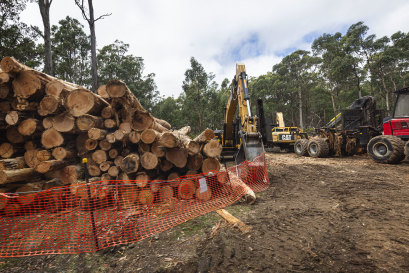 Le ministère de l’Énergie, de l’Environnement et de l’Action climatique mène ce qu’il appelle des opérations de « retrait des débris » dans la forêt domaniale de Wombat.