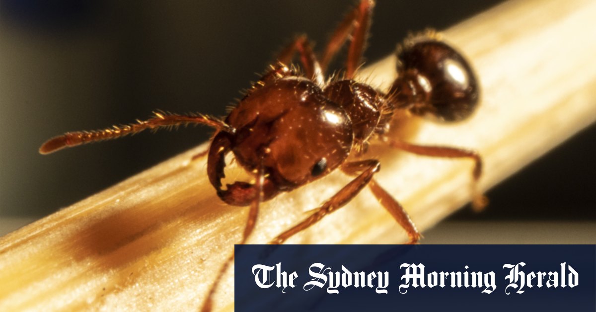 Des nids de Toowoomba découverts près des sites de la Défense
