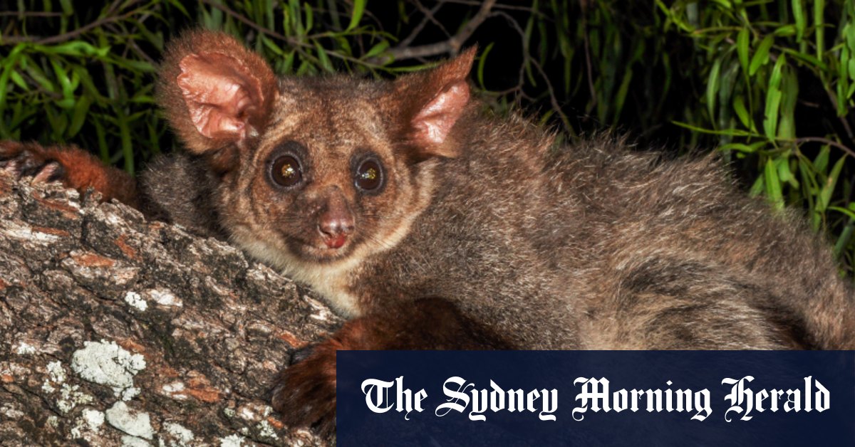 Un grand planeur retrouvé mort à côté d'un site forestier du ministère de l'Environnement de Victoria