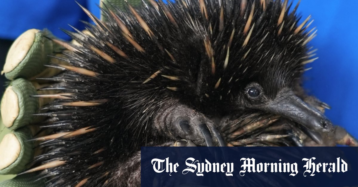 Le Byron Bay Wildlife Hospital est confronté à un déficit de financement, malgré la collecte de fonds de Tex Perkins