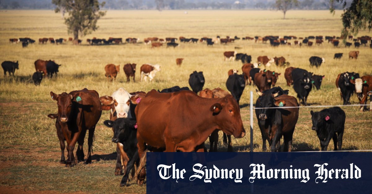La Chine abandonne ses accords avec l'Australie en raison des exportations de viande