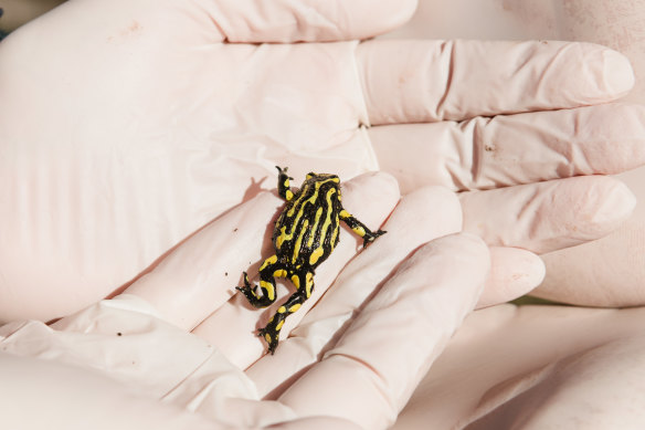 Les espèces de grenouilles Corroboree sont en déclin en raison du changement climatique, des maladies et des espèces envahissantes. Mais un programme de sélection espère aider à maintenir leurs populations stables.
