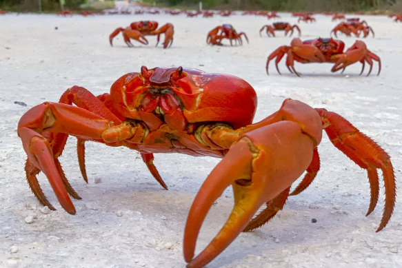 Les crabes rouges peuvent à nouveau migrer sur l'île Christmas maintenant que le problème des fourmis a été résolu.