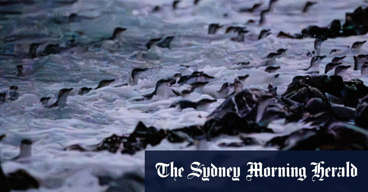 Comment les îles australiennes luttent contre les ravageurs sauvages pour sauver la faune indigène