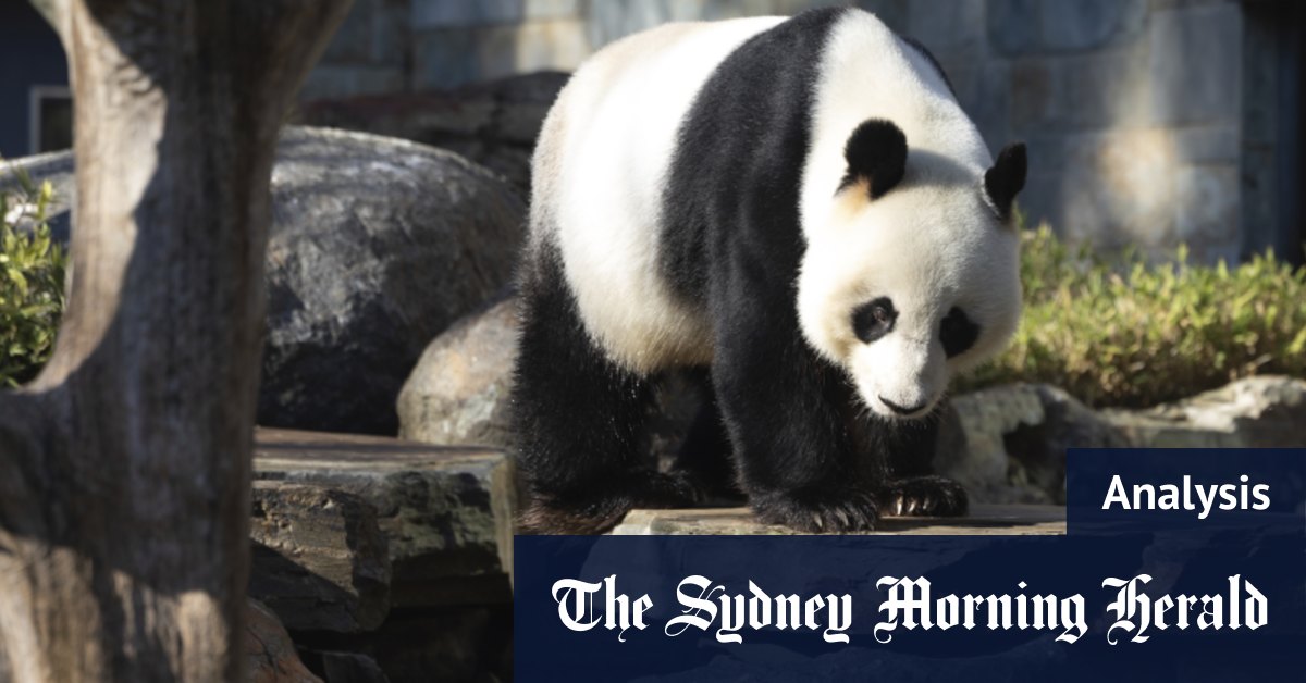 Pandas mis à part, certaines différences ne peuvent pas être mises de côté