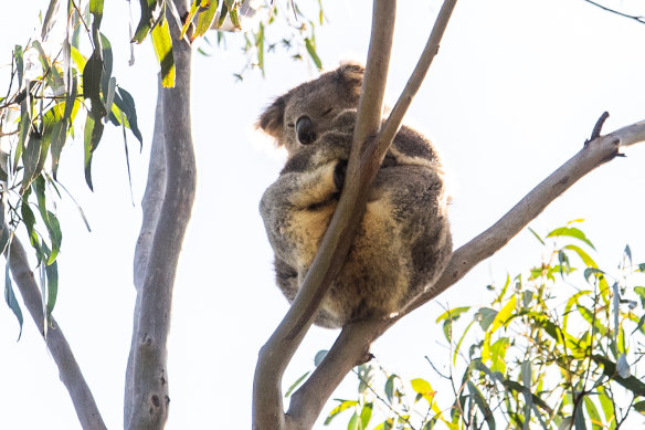 Les koalas Strzelecki, comme celui-ci photographié dans le parc national de Morwell, seraient la dernière population de koalas génétiquement diversifiée à Victoria.