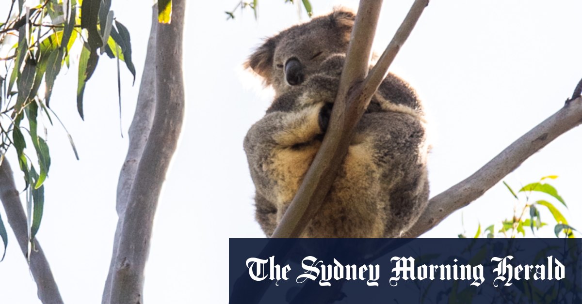 La population de koalas à Victoria est largement exagérée par le gouvernement, selon l'Australian Koala Foundation