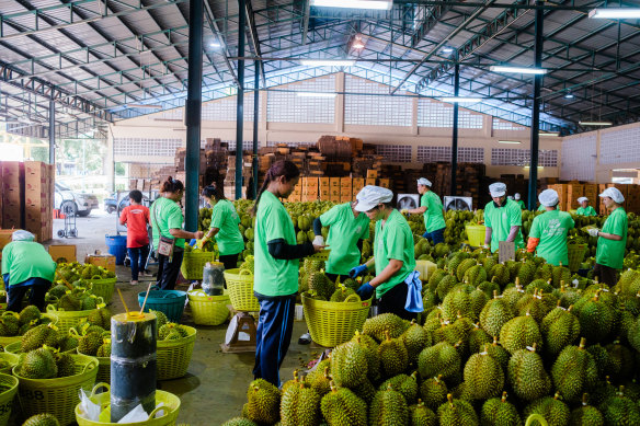 Le durian est devenu une exportation clé pour la Malaisie.