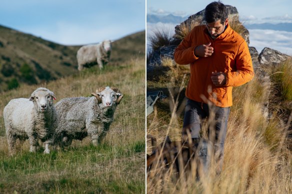 Moutons de la station Nokomai (à gauche), qui cultive de la laine pour l'industrie de la mode en utilisant l'agriculture régénératrice, et la veste en laine mérinos d'Icebreaker.