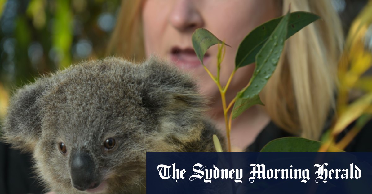 WIRES cherche à réduire la surveillance des 70 millions de dollars restants des feux de brousse noirs de l'été