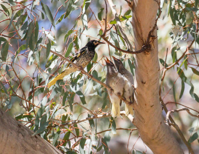 Regent Honeyeater avec des poussins juvéniles attendant de se nourrir dans les forêts du nord-est de la Nouvelle-Galles du Sud.