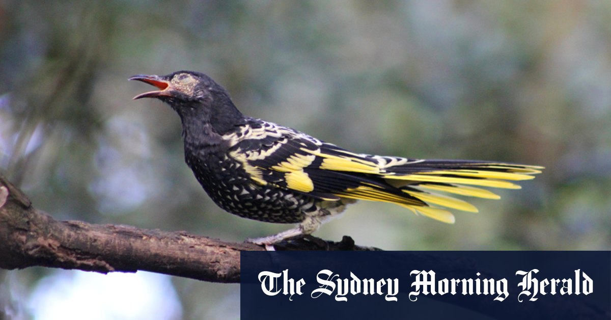 Les méliphages régents réapprennent à chanter