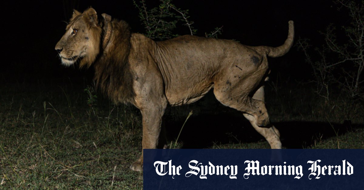 Un lion bat le record de la plus longue nage jamais réalisée, selon un chercheur australien