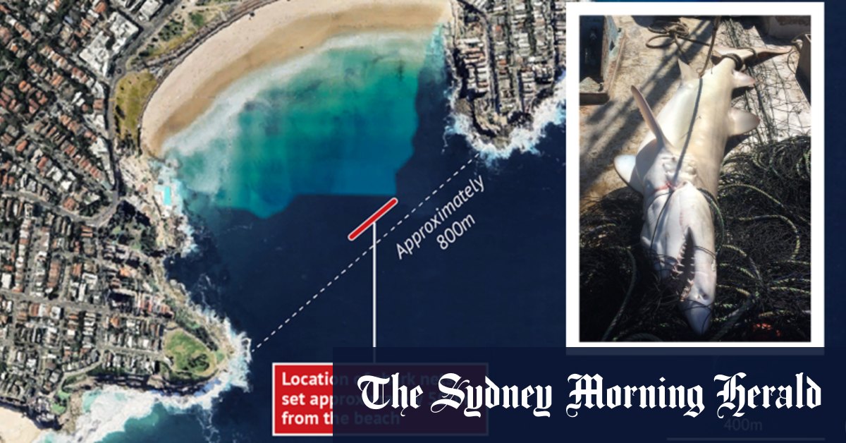 Les filets anti-requins de Sydney constituent une menace pour les espèces en voie de disparition