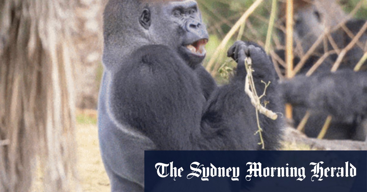 Le Royal Children's Hospital de Melbourne participe à un projet de suivi des maladies cardiovasculaires chez les grands singes dans les zoos