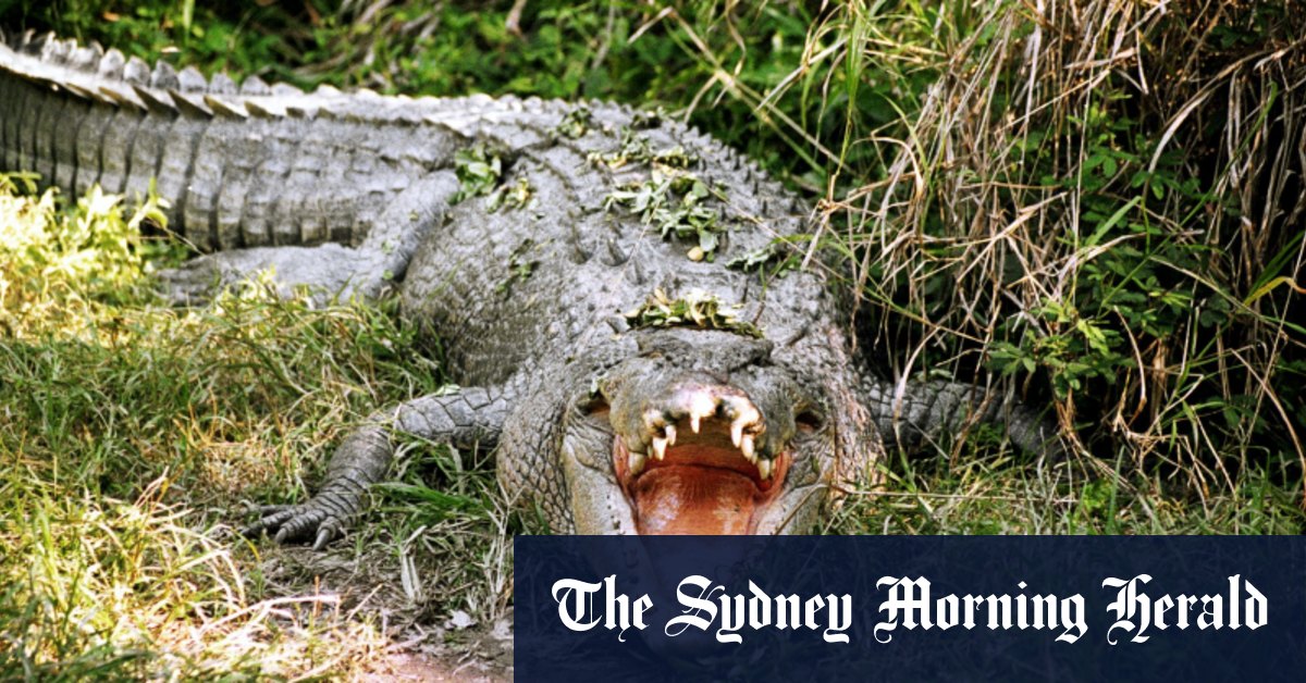 Attaques de crocodiles en Australie : quelle est leur fréquence ?