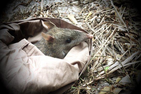 Un bandicoot à long nez capturé et relâché dans le cadre du projet de recherche.