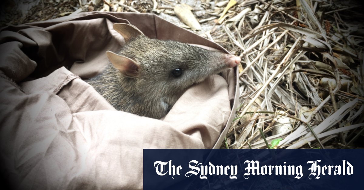 Des bandicoots indigènes entraînés à ne pas manger de truffes dans le cadre d'une recherche de doctorat