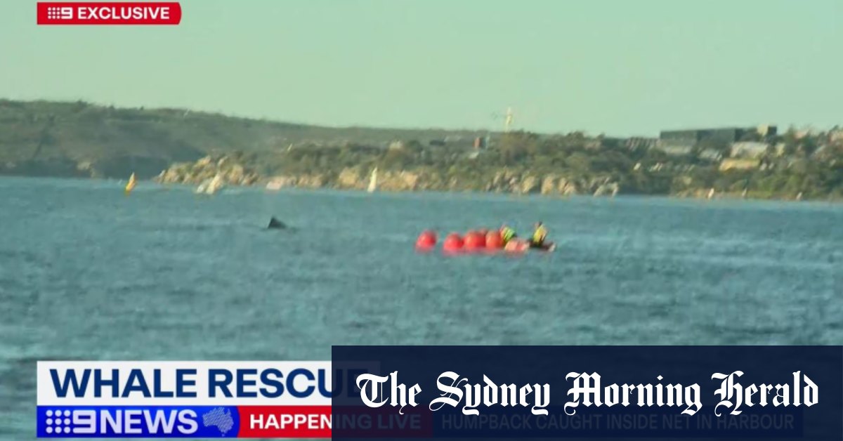 Une baleine à bosse piégée dans un piège à poissons dans le port de Sydney
