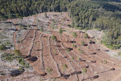 Le paysage dénudé du mont Horsfall, après les opérations d'exploitation forestière privées au cours des 18 derniers mois.