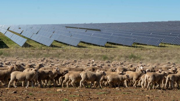 Plus de 2 000 moutons et agneaux paissent désormais autour des panneaux solaires du projet solaire d'ACEN Australia en Nouvelle-Angleterre.