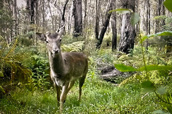 Cerf sauvage photographié avec une caméra de surveillance près de Berambing dans les Blue Mountains.