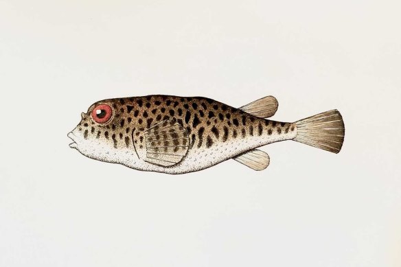 Le crapaud d'Angus Fisher était au prix de 1 250 $ dans les galeries australiennes.