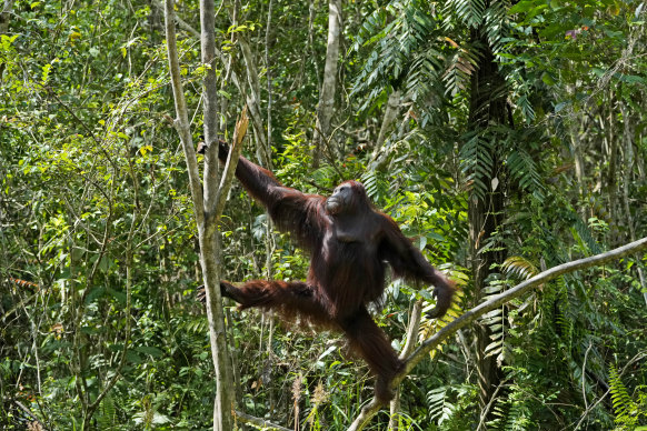 Les forêts sont essentielles pour freiner la perte de biodiversité. Les orangs-outans sont une espèce menacée par la déforestation.